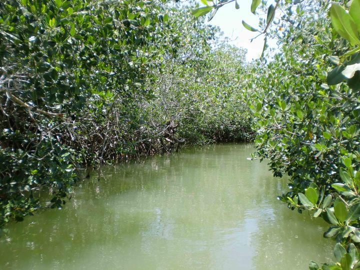 Mangrovie Rio Lagartos